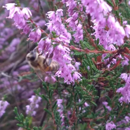 بيت للعطل Haus Am *